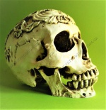 Skull Cutting Rune Pattern. Акрилові черепи. 1700х160х120 мм.</p>