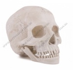 Анатомічно реалістичний череп з акрилу.190,5х127х152,4 мм.США.</p>