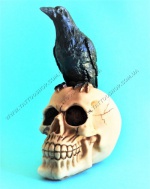 Skull with Crow. Акрилові черепи. 130х210х100 мм.</p>